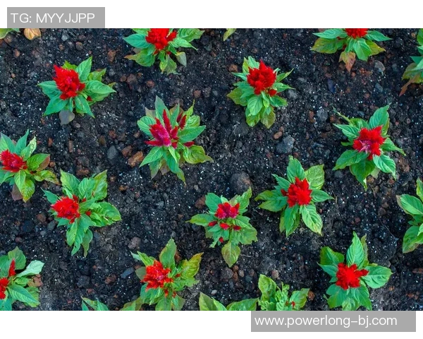 杨丽专访:探寻网球界的成功秘诀与奋斗历程 杨丽专访:探寻网球界的成功秘诀与奋斗历程